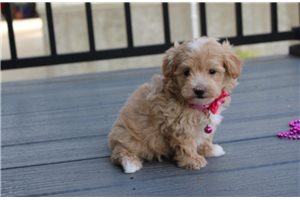 Daphne - Malti Poo - Maltipoo for sale