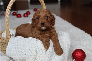 Ginny - Mixed/Other for sale