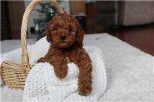 Gohan - Mixed/Other for sale