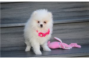 Lisa - Pomeranian for sale