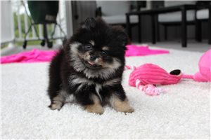 Kora - Pomeranian for sale