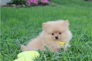 Dixon - Pomeranian for sale