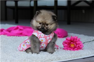 Nessa - puppy for sale