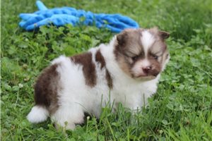 Chester - Pomeranian for sale