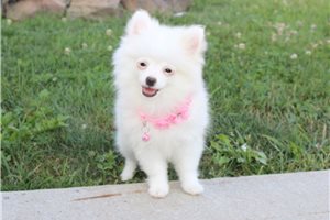 River - Pomeranian for sale