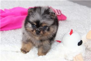 Jackie - Pomeranian for sale