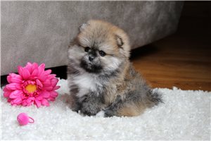 Rena - Pomeranian for sale