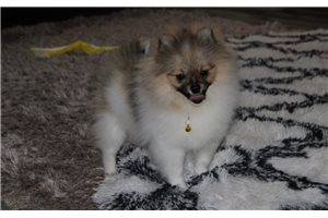 Bella - puppy for sale