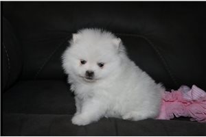 Harmony - puppy for sale