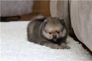 Nixon - Pomeranian for sale