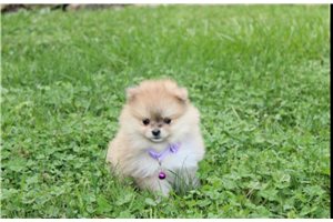 Helena - Pomeranian for sale