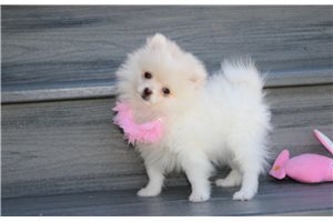Leanne - Pomeranian for sale