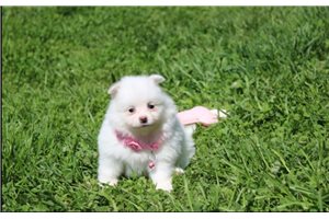Callie - puppy for sale