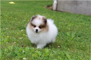 Noah - Pomeranian for sale