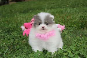 Donatella - Pomeranian for sale