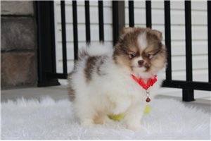 Chester - Pomeranian for sale