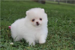 Leanne - puppy for sale