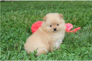 Dixon - Pomeranian for sale