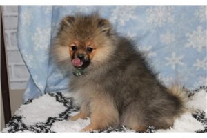 Simon - Pomeranian for sale