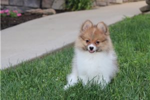 Deacon - Pomeranian for sale