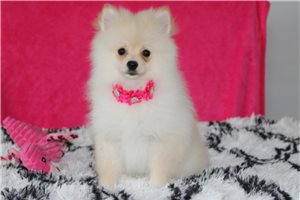 Patsy - Pomeranian for sale