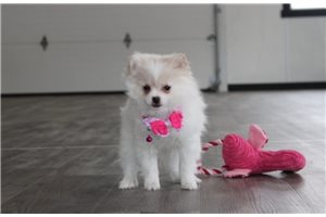 Kassie - Pomeranian for sale