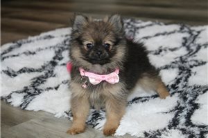 Claire - puppy for sale