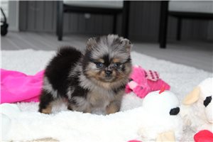 Jackie - Pomeranian for sale