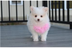 Rumi - puppy for sale