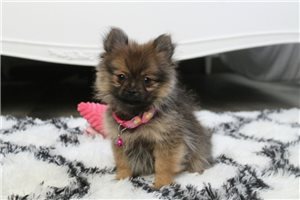 Kloe - Pomeranian for sale