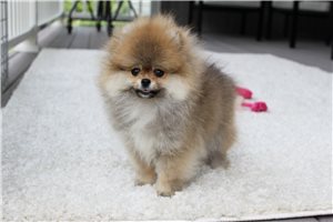Rena - Pomeranian for sale