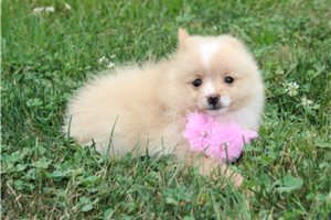 Gianna - puppy for sale