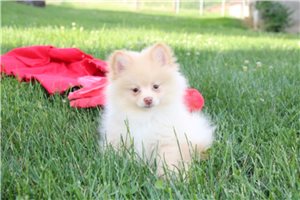 Davy - Pomeranian for sale