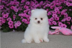 Lisa - Pomeranian for sale