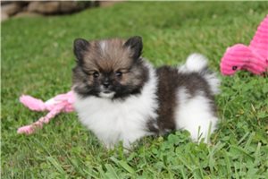 Evelyn - Pomeranian for sale