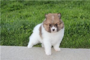 Deacon - puppy for sale