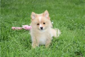 Gianna - Pomeranian for sale