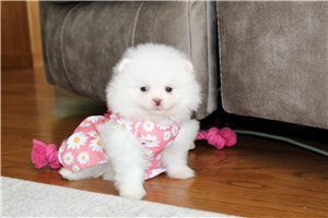 Naula - puppy for sale