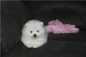Harmony - Pomeranian for sale