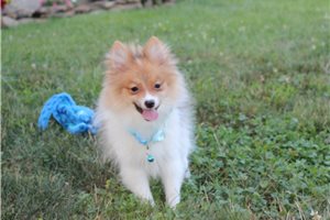 Deacon - Pomeranian for sale