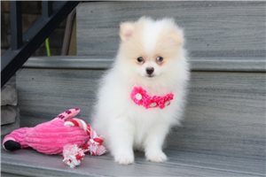 Pansy - Pomeranian for sale