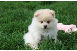 Jayla - Pomeranian for sale