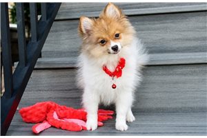 Deacon - Pomeranian for sale