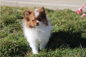 Daffodil - Pomeranian for sale