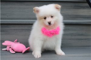 Greta - Pomeranian for sale