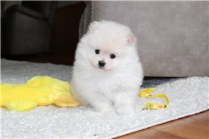 Jensen - Pomeranian for sale