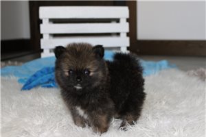 Ridgewell - puppy for sale