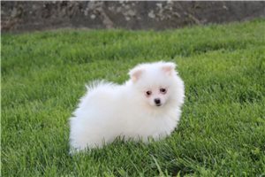 Callie - Pomeranian for sale
