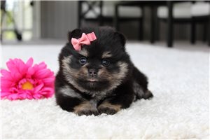 Kora - Pomeranian for sale