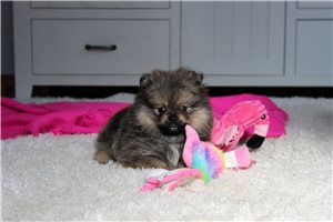 Genesis - Pomeranian for sale